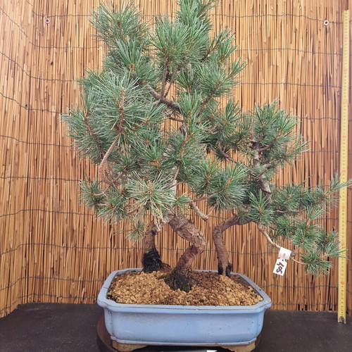 Bonsai bosco pino - di,