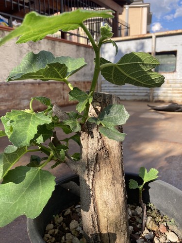 Bonsai pre fico - bonsai,