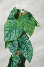 Monstera Dubia piante rare