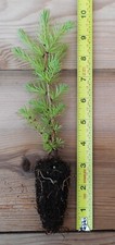 10 Japanese Larch (Larix