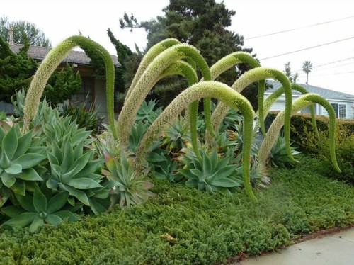 Agave attenuata foxtail - agave,
