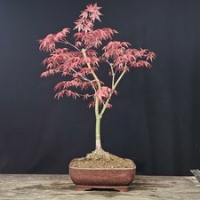 BONSAI ACERO Giapponese Acer