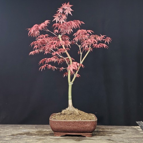 Bonsai acero giapponese acer - bonsai,