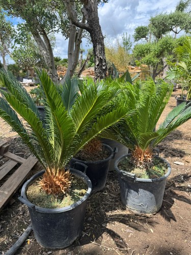 Cicas vaso pianta - cm,