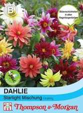 Dalia 'Starlight Mix' - Dalia