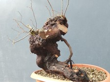 Bonsai Olmo Campestre 40x32cm