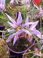 zafferano Crocus sativus pianta in vaso