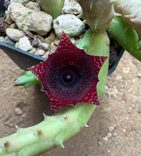 Huernia keniensis hybrid - huernia,