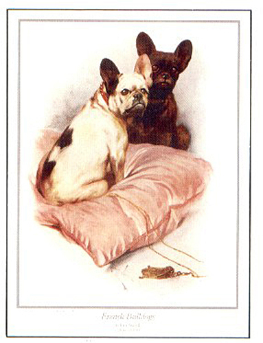 French bulldog frenchi - french,
