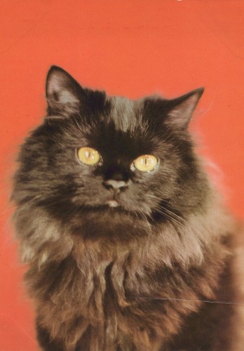 Vecchia cartolina gatto