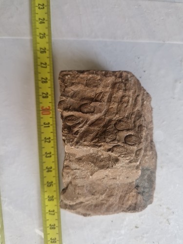 Legno fossile sigillaria - legno,