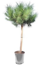 Pino da pinoli domestico "Pinus pinea" pianta in vaso ø18 cm h. 125/150 cm