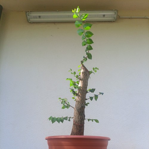 Bonsai xxl olmo - bonsai,