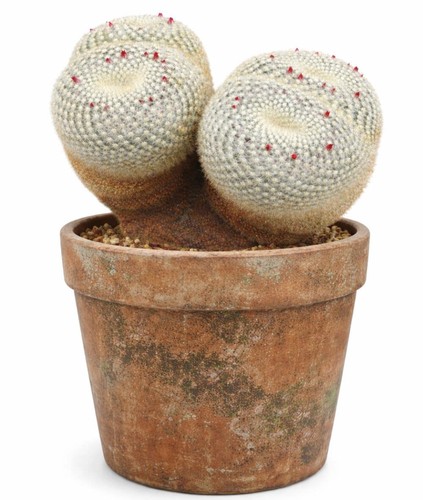 Mammillaria neopotosina seeds - neopotosina,