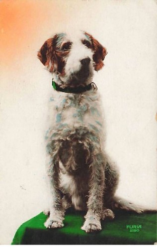 Animaux chien portrait - chien,