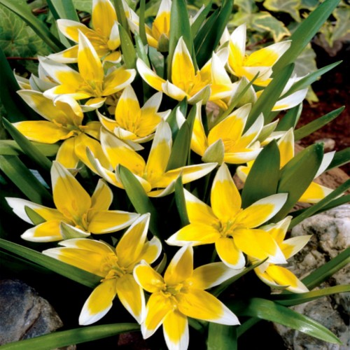Bulbi narciso fiori - bulbi,