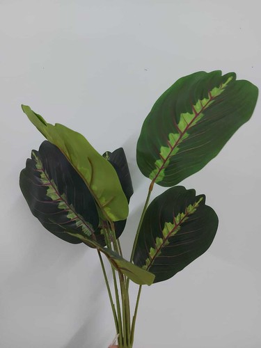 Maranta 50cm