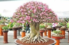 Adenium obesum desert rose - obesum,