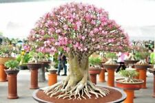 ADENIUM OBESUM - DESERT ROSE