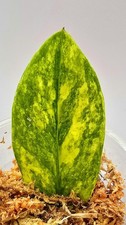 Zamioculcas Zamiifolia Aurea Variegata 