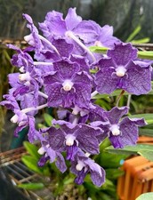 Vanda Mem. Erika Heuring