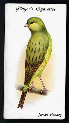 Player aviary and cage birds - aviary,