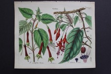 Antica botanica, Dietrich