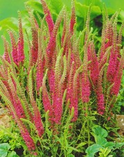 Veronica spicata volpe rossa - 1,