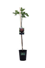 Pianta di Fico Albero da frutto albero da esterno giardino Mix varietà