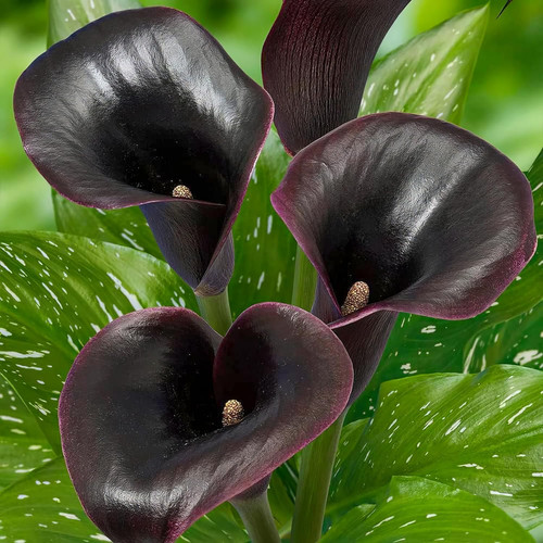 Bulbi calle zantedeschia - bulbi,