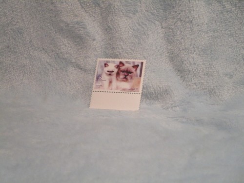 Gatti domestici afghan post - gatti,