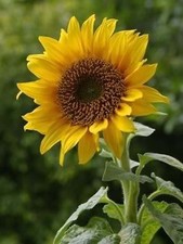 20 Graines de TOURNESOL GEANT