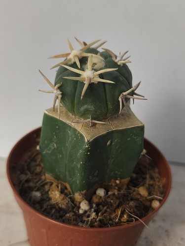 Echinocactus horizontalonius - echinocactus,