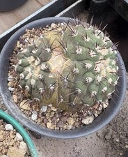 Wholesale  Copiapoa cinerea