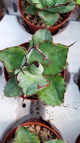 Agave titanota black and - , blue