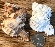 FOSSIL MURICIDAE UNISCE