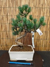 Bonsai pino pentaphilla h - bonsai,