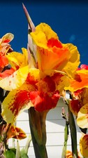 Thai sunray canna lily - sunray,
