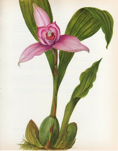 Stampa botanica vintage