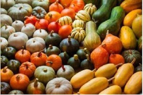 Mix zucchine patisson 10 - mix, 10+