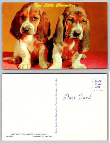 Cartolina cuccioli basset - cartolina,