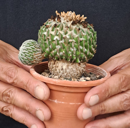 Pelecyphora aselliformis