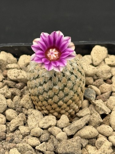 Pelecyphora valdezianus pot - pelecyphora, /pot