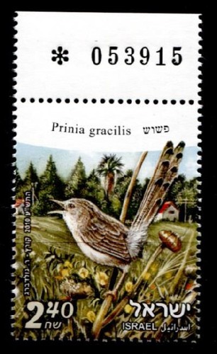 Uccellini principio strisce - uccellini.,