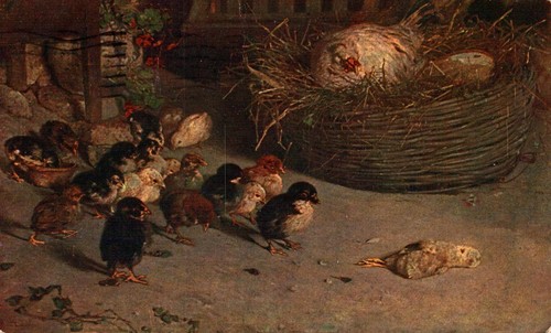Animali gallina pulcini f - animali,
