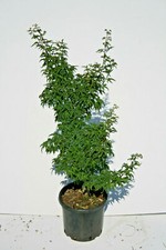 Acero giapponese palmato