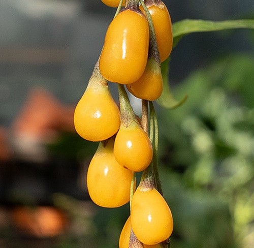 Pianta goji lycium - di,