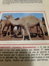 FIGURINA N. 143 ANIMALI ED