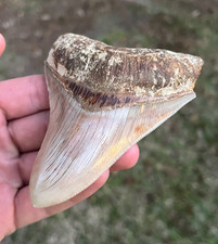 Dente di squalo fossile 4,16"