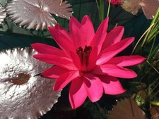 15 SEMI DI NINFEA "  RUBRA RED